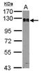 Calpastatin antibody, NBP2-15678, Novus Biologicals, Western Blot image 