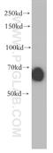 Interferon regulatory factor 2-binding protein 2 antibody, 18847-1-AP, Proteintech Group, Western Blot image 