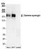 Synergin Gamma antibody, A304-567A, Bethyl Labs, Western Blot image 
