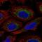 C7orf73 antibody, HPA065565, Atlas Antibodies, Immunofluorescence image 