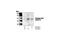 Checkpoint Kinase 1 antibody, 2344T, Cell Signaling Technology, Western Blot image 