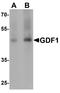 Growth Differentiation Factor 1 antibody, LS-B8884, Lifespan Biosciences, Western Blot image 