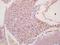 Claudin 17 antibody, orb156386, Biorbyt, Immunohistochemistry paraffin image 