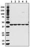 Actin Alpha 1, Skeletal Muscle antibody, 643808, BioLegend, Western Blot image 