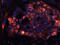 Stage-specific embryonic antigen 4 antibody, BAM1435, R&D Systems, Immunofluorescence image 