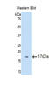 T-Box 3 antibody, LS-C301197, Lifespan Biosciences, Western Blot image 