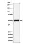 FKBP Prolyl Isomerase 5 antibody, M04182, Boster Biological Technology, Western Blot image 