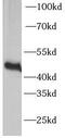 MNK1 antibody, FNab10257, FineTest, Western Blot image 