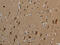 Heparan Sulfate Proteoglycan 2 antibody, CSB-PA126539, Cusabio, Immunohistochemistry paraffin image 