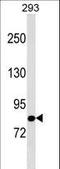 TBC1 Domain Family Member 10B antibody, LS-C157144, Lifespan Biosciences, Western Blot image 