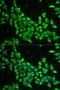 Mitochondrial Ribosomal Protein S30 antibody, orb178588, Biorbyt, Immunofluorescence image 