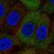 Nucleoporin 210 Like antibody, HPA047195, Atlas Antibodies, Immunocytochemistry image 