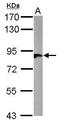 Protein Hook homolog 2 antibody, GTX115898, GeneTex, Western Blot image 