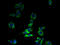 ZNT6 antibody, A65430-100, Epigentek, Immunofluorescence image 