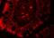 Ring Finger And CCCH-Type Domains 1 antibody, NBP2-81891, Novus Biologicals, Immunofluorescence image 