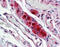 ELAV Like RNA Binding Protein 4 antibody, 51-941, ProSci, Immunohistochemistry paraffin image 