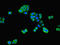 Ring Finger Protein 31 antibody, LS-C379150, Lifespan Biosciences, Immunofluorescence image 