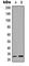 Gap Junction Protein Beta 7 antibody, abx121934, Abbexa, Western Blot image 