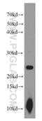 Muscle RAS Oncogene Homolog antibody, 14213-1-AP, Proteintech Group, Western Blot image 