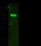 Galactosidase Alpha antibody, GTX01987, GeneTex, Western Blot image 