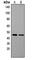 Tachykinin Receptor 1 antibody, abx121769, Abbexa, Western Blot image 