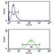 Interleukin 1 Alpha antibody, F49920-0.4ML, NSJ Bioreagents, Western Blot image 