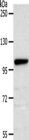 Notch Receptor 2 antibody, CSB-PA964902, Cusabio, Western Blot image 