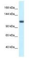 Minichromosome Maintenance 10 Replication Initiation Factor antibody, NBP1-82395, Novus Biologicals, Western Blot image 
