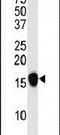 Small Ubiquitin Like Modifier 4 antibody, PA5-11363, Invitrogen Antibodies, Western Blot image 