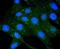 Cytochrome C Oxidase Subunit 4I1 antibody, NBP2-67889, Novus Biologicals, Immunocytochemistry image 