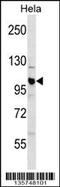 Cullin 1 antibody, 58-403, ProSci, Western Blot image 