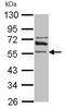 Aldehyde Dehydrogenase 1 Family Member A2 antibody, ab96060, Abcam, Western Blot image 
