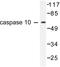 Caspase 10 antibody, LS-C175942, Lifespan Biosciences, Western Blot image 