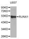 RUNX Family Transcription Factor 1 antibody, STJ110950, St John