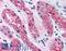 PDZ Domain Containing 1 antibody, LS-B89, Lifespan Biosciences, Immunohistochemistry frozen image 