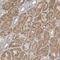Kynurenine Aminotransferase 1 antibody, PA5-55681, Invitrogen Antibodies, Immunohistochemistry paraffin image 