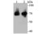 Heat Shock Protein Family A (Hsp70) Member 1 Like antibody, NBP2-75530, Novus Biologicals, Western Blot image 