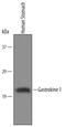 Gastrokine 1 antibody, PA5-48100, Invitrogen Antibodies, Western Blot image 