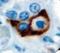 Prolactin antibody, LS-C312151, Lifespan Biosciences, Immunohistochemistry paraffin image 