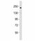 RPTOR Independent Companion Of MTOR Complex 2 antibody, F53372-0.4ML, NSJ Bioreagents, Western Blot image 