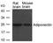 Adiponectin, C1Q And Collagen Domain Containing antibody, 79-764, ProSci, Western Blot image 