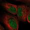 Exosome Component 2 antibody, NBP2-58481, Novus Biologicals, Immunofluorescence image 