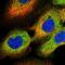 Oxysterol Binding Protein Like 3 antibody, HPA048401, Atlas Antibodies, Immunocytochemistry image 