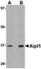 Aryl Hydrocarbon Receptor Interacting Protein Like 1 antibody, PA5-20623, Invitrogen Antibodies, Western Blot image 