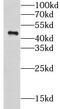 Creatine Kinase, Mitochondrial 1B antibody, FNab01727, FineTest, Western Blot image 