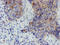 Myoneurin antibody, LS-C175175, Lifespan Biosciences, Immunohistochemistry frozen image 