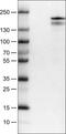 Lysine Demethylase 5B antibody, NBP2-52969, Novus Biologicals, Western Blot image 