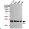 BAX antibody, LS-C814096, Lifespan Biosciences, Western Blot image 