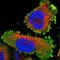 Leukocyte-associated immunoglobulin-like receptor 1 antibody, NBP1-84590, Novus Biologicals, Immunofluorescence image 