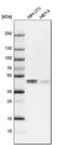 WD Repeat Domain, Phosphoinositide Interacting 1 antibody, HPA007493, Atlas Antibodies, Western Blot image 